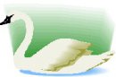 animali/cigno/clipart_cigni_06.jpg