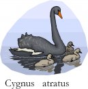 animali/cigno/clipart_cigni_26.jpg