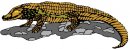 animali/coccodrillo/clipart_coccodrilli_00.jpg