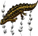 animali/coccodrillo/clipart_coccodrilli_20.jpg