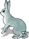 animali/coniglio/clipart_conigli_01.jpg