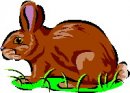 animali/coniglio/clipart_conigli_41.jpg