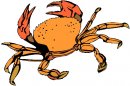 animali/crostacei/clipart_crostacei_31.jpg