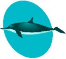 animali/delfino/clipart_delfini_05.jpg