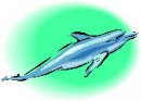 animali/delfino/clipart_delfini_16.jpg