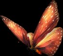 animali/farfalla/butterfly12.png