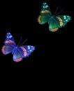 animali/farfalla/due_farfalle.png