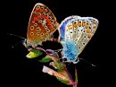 animali/farfalla/farfalle_colorate.gif