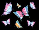 animali/farfalla/farfalle_colorate.png
