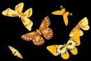 animali/farfalla/farfalle_gialle.png