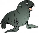 animali/foca/foca_17.jpg