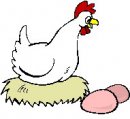 animali/gallo_galline/gallo_galline_02.jpg