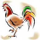 animali/gallo_galline/gallo_galline_08.jpg