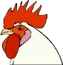 animali/gallo_galline/gallo_galline_40.jpg