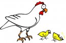 animali/gallo_galline/gallo_galline_65.jpg