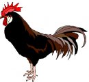 animali/gallo_galline/gallo_galline_71.jpg