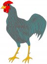 animali/gallo_galline/gallo_galline_72.jpg