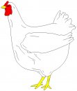 animali/gallo_galline/gallo_galline_84.jpg