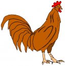 animali/gallo_galline/gallo_galline_86.jpg