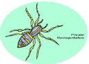 animali/insetti/insetti_82.jpg