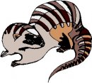 animali/insettivori/animali_insettivori_clipart20.jpg