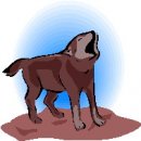 animali/lupo/lupo-10.jpg