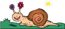 animali/mollusco/molluschi_21.jpg