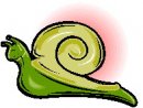 animali/mollusco/molluschi_39.jpg