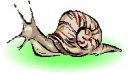 animali/mollusco/molluschi_40.jpg