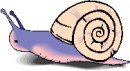 animali/mollusco/molluschi_41.jpg