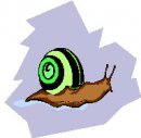 animali/mollusco/molluschi_43.jpg