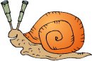 animali/mollusco/molluschi_85.jpg