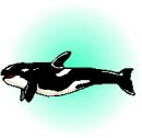 animali/orca/mammiferi_acquatici_105.jpg