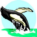 animali/orca/mammiferi_acquatici_111.jpg