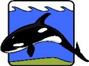 animali/orca/mammiferi_acquatici_30.jpg