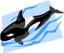 animali/orca/mammiferi_acquatici_91.jpg