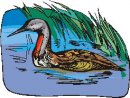 animali/papera/papere_218.jpg