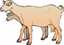 animali/pecora/pecore63.jpg