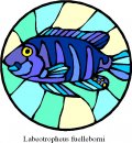 animali/pesce/pesci_237.jpg