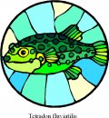 animali/pesce/pesci_247.jpg