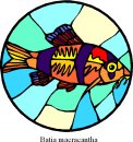 animali/pesce/pesci_249.jpg