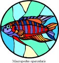 animali/pesce/pesci_272.jpg