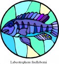 animali/pesce/pesci_277.jpg