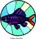 animali/pesce/pesci_288.jpg