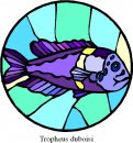 animali/pesce/pesci_296.jpg