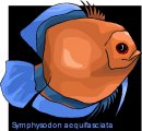 animali/pesce/pesci_302.jpg