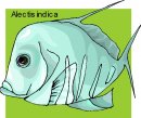 animali/pesce/pesci_305.jpg