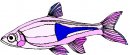 animali/pesce/pesci_339.jpg