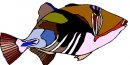 animali/pesce/pesci_340.jpg