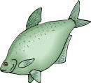 animali/pesce/pesci_354.jpg